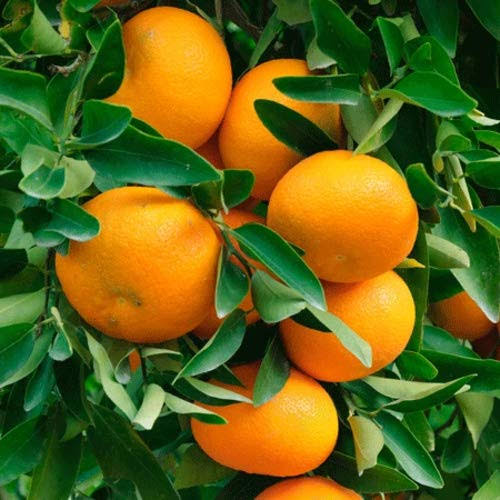 Orange plants 🍊🍊 Image 2